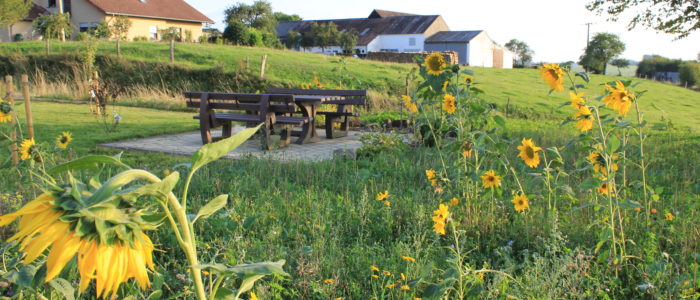 Bild: Blumenwiese